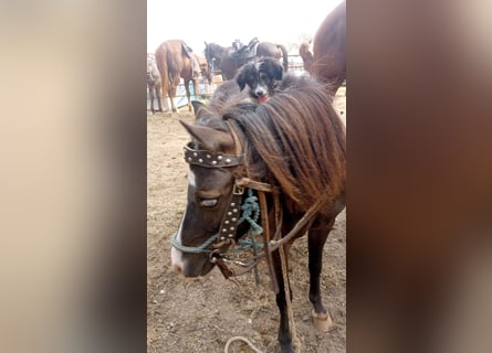 Classic Pony, Klacz, 6 lat, 109 cm, Kara