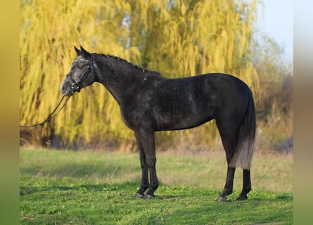 Classic Pony, Klacz, 6 lat, 145 cm, Siwa