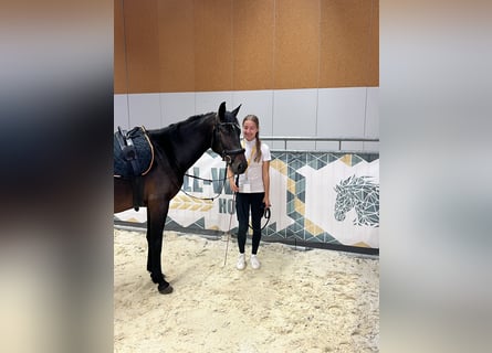 Classic Pony, Klacz, 7 lat, 147 cm, Gniada