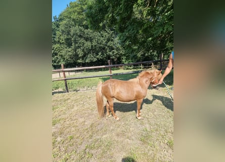 Classic Pony, Mare, 12 years, 9.1 hh, Chestnut-Red