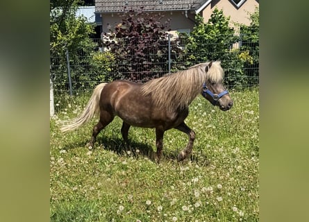 Classic Pony, Mare, 13 years, 10,1 hh, Dun