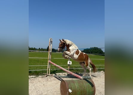 Classic Pony, Mare, 4 years, 14.2 hh, Pinto