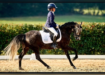 Classic Pony, Mare, 8 years, 13.1 hh, Grey-Dapple