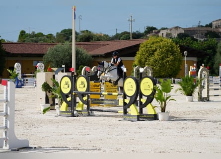 Classic Pony, Merrie, 11 Jaar, 147 cm, Wit