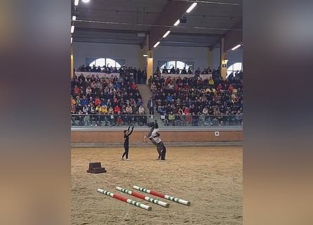 Classic Pony, Merrie, 14 Jaar, 106 cm, Gevlekt-paard