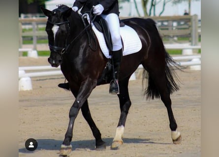 Classic Pony, Merrie, 15 Jaar, 148 cm, Zwart