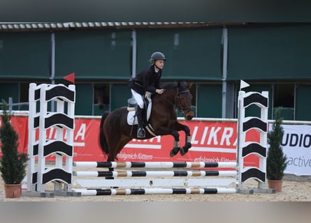 Classic Pony Mix, Merrie, 4 Jaar, 149 cm, Bruin
