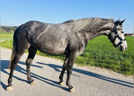 Classic Pony, Merrie, 4 Jaar, 152 cm, Zwartschimmel