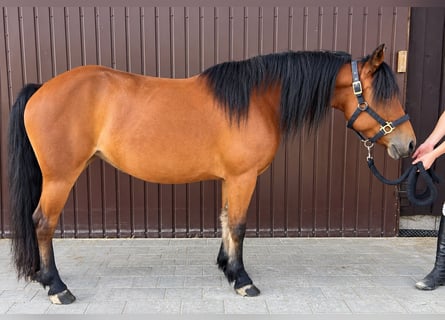 Classic Pony, Merrie, 5 Jaar, 141 cm, Bruin