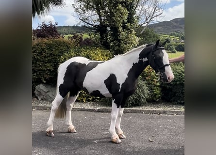 Classic Pony, Stute, 6 Jahre, 138 cm, Schecke