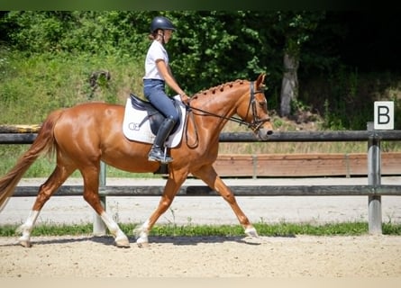 Classic Pony, Merrie, 6 Jaar, 147 cm, Vos