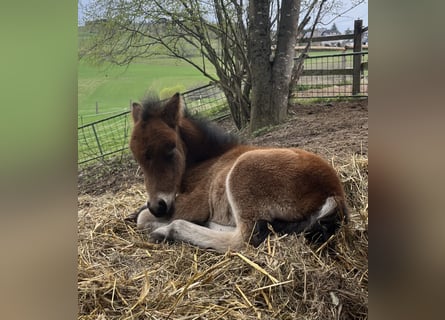 Classic Pony Mix, Ogier, Źrebak (04/2026), 100 cm