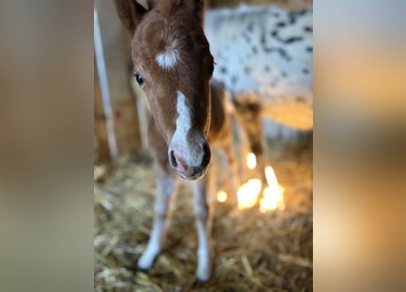 Classic Pony Mix, Ogier, Źrebak (04/2026), 100 cm, Tarantowata