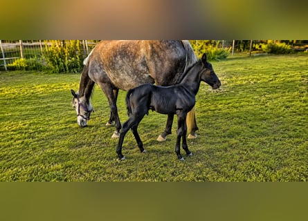 Classic Pony, Ogier, Źrebak (07/2026), Kara