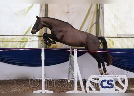 Classic Pony / Pony Classico, Castrone, 4 Anni, 165 cm, Sauro scuro