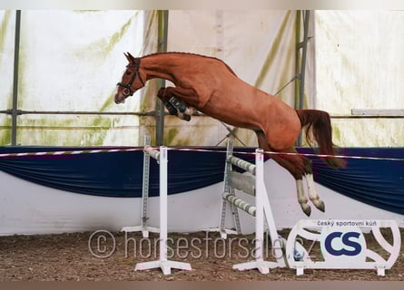 Classic Pony / Pony Classico, Castrone, 4 Anni, 168 cm, Sauro