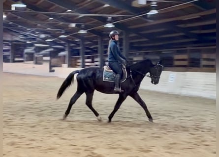 Classic Pony / Pony Classico, Castrone, 4 Anni, 178 cm, Morello