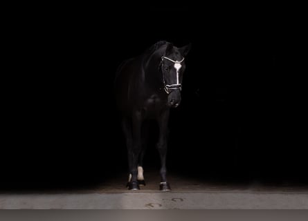 Classic Pony / Pony Classico, Castrone, 5 Anni, 168 cm, Morello