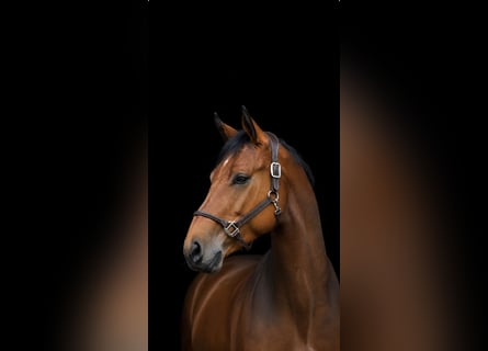 Classic Pony / Pony Classico, Castrone, 6 Anni, Baio