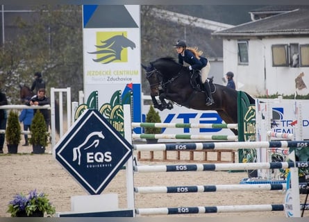 Classic Pony / Pony Classico, Castrone, 7 Anni, 167 cm, Baio scuro