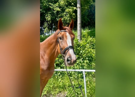 Classic Pony / Pony Classico, Castrone, 7 Anni, 180 cm, Sauro