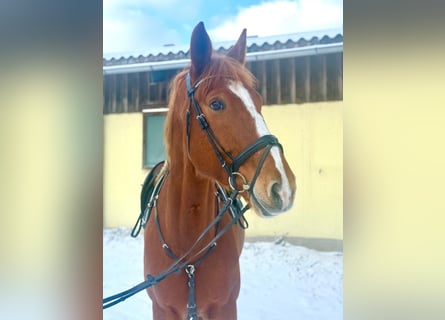 Classic Pony / Pony Classico, Castrone, 7 Anni, 180 cm, Sauro