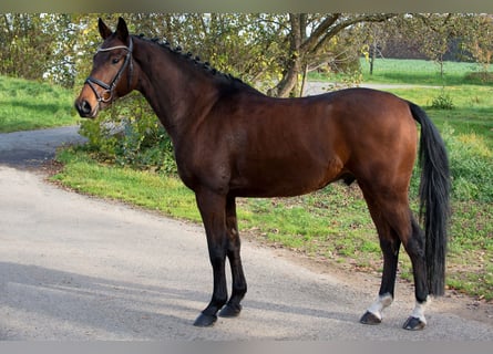 Classic Pony / Pony Classico, Castrone, 8 Anni, 164 cm, Baio ciliegia