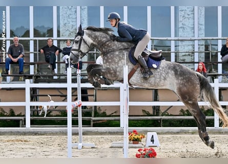 Classic Pony / Pony Classico, Castrone, 9 Anni, 168 cm, Falbo