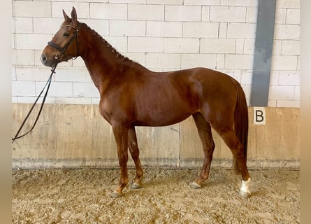 Classic Pony / Pony Classico, Giumenta, 4 Anni, 170 cm, Sauro scuro