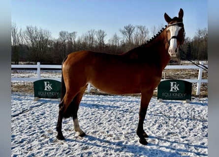 Classic Pony / Pony Classico, Giumenta, 5 Anni, 166 cm, Baio ciliegia