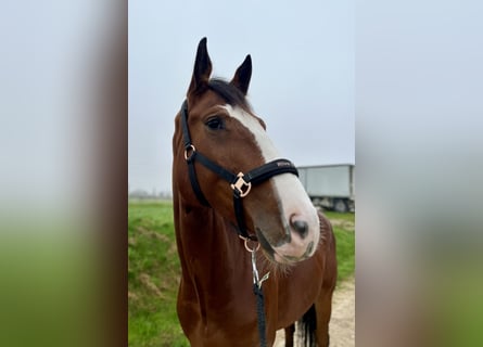 Classic Pony / Pony Classico, Giumenta, 5 Anni, 174 cm, Baio