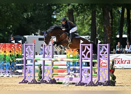 Classic Pony / Pony Classico, Giumenta, 7 Anni, 165 cm, Baio