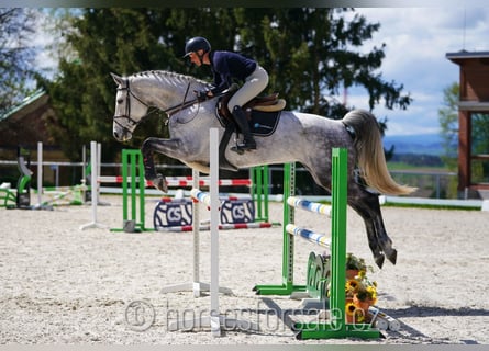 Classic Pony / Pony Classico, Giumenta, 9 Anni, 175 cm, Grigio