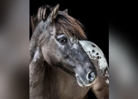 Classic Pony, Ruin, 10 Jaar, 127 cm, Donkerbruin