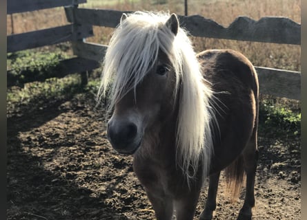Classic Pony, Stallion, 4 years, 9.2 hh, Chestnut-Red