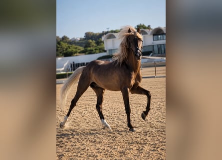 Classic Pony, Stallion, 7 years, 13.2 hh, Buckskin