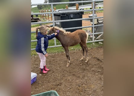 Classic Pony, Stallion, Foal (07/2025), 11 hh, Chestnut
