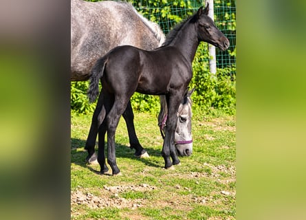 Classic Pony, Stallion, Foal (07/2026), Black