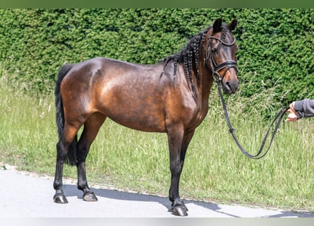 Classic Pony Mix, Stute, 14 Jahre, 125 cm, Brauner