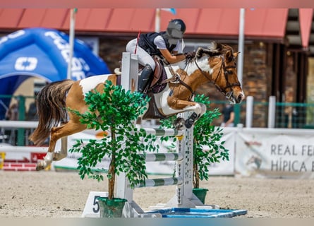 Classic Pony, Stute, 17 Jahre, 138 cm, Schecke