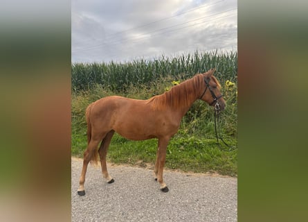 Classic Pony, Stute, 4 Jahre, 135 cm, Fuchs