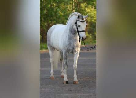 Classic Pony, Stute, 7 Jahre, 144 cm, Schimmel