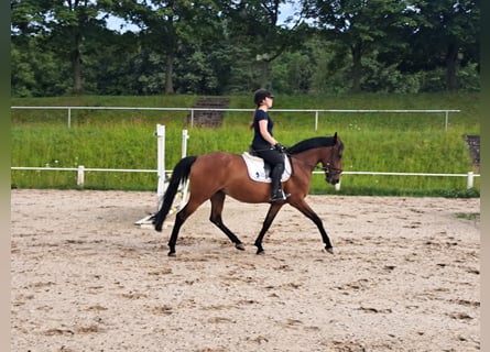 Classic Pony, Stute, 7 Jahre, 156 cm, Brauner