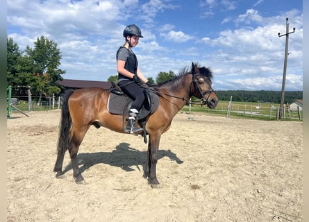 Classic Pony, Wałach, 21 lat, 140 cm, Gniada
