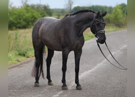 Classic Pony, Wałach, 8 lat, 146 cm, Siwa