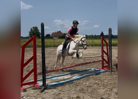 Classic Pony, Wallach, 11 Jahre, 130 cm, Cremello