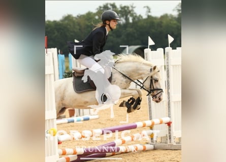 Classic Pony, Wallach, 11 Jahre, 130 cm, Cremello