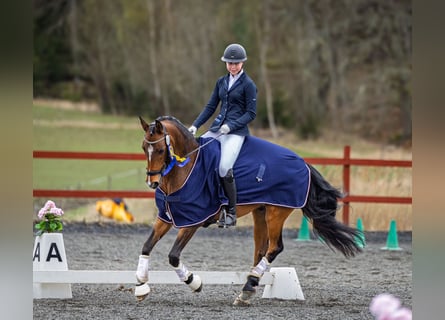 Classic Pony, Wallach, 14 Jahre, 148 cm, Hellbrauner