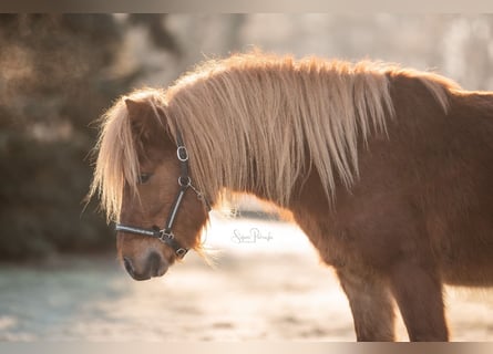 Classic Pony, Wallach, 4 Jahre, 115 cm, Fuchs
