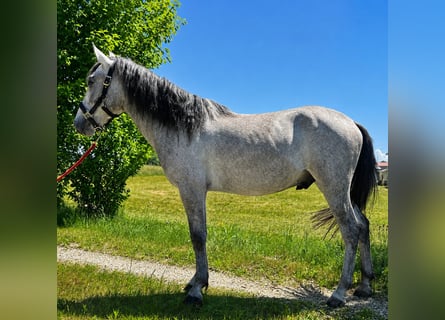 Classic Pony, Wallach, 4 Jahre, 150 cm, Braunfalbschimmel